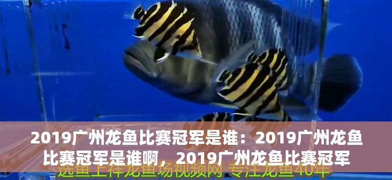 2019廣州龍魚比賽冠軍是誰：2019廣州龍魚比賽冠軍是誰啊，2019廣州龍魚比賽冠軍