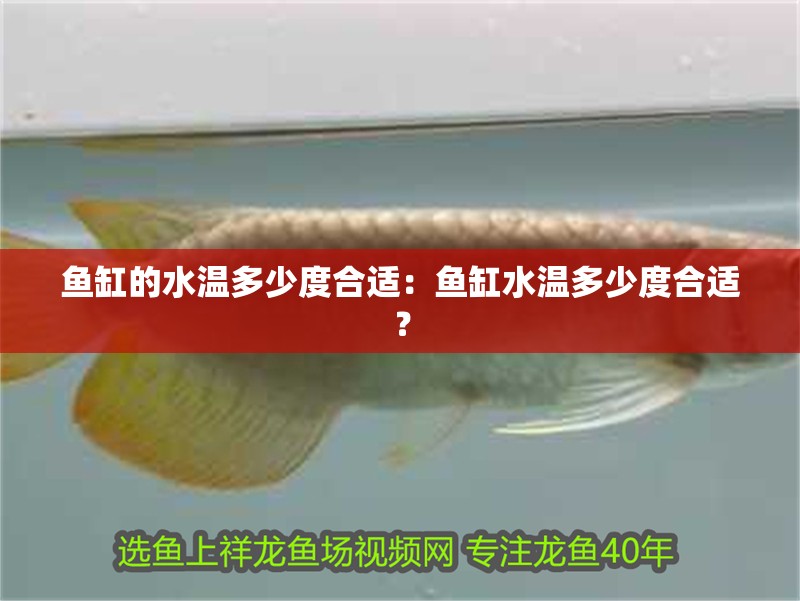 魚缸的水溫多少度合適：魚缸水溫多少度合適？