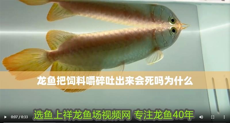 龍魚把飼料嚼碎吐出來會死嗎為什么