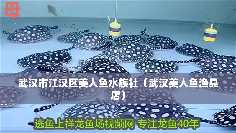 武漢市江漢區美人魚水族社(武漢美人魚漁具店) 全國水族館企業名錄 第2張 武漢市江漢區美人魚水族社(武漢美人魚漁具店) 武漢市江漢區美人魚水族社(武漢美人魚漁具店) 全國水族館企業名錄 第2張