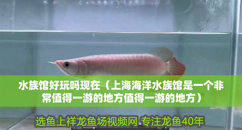 水族館好玩嗎現在（<strong><mark>上海</mark></strong>海洋水族館是一個非常值得一游的地方值得一游的地方）