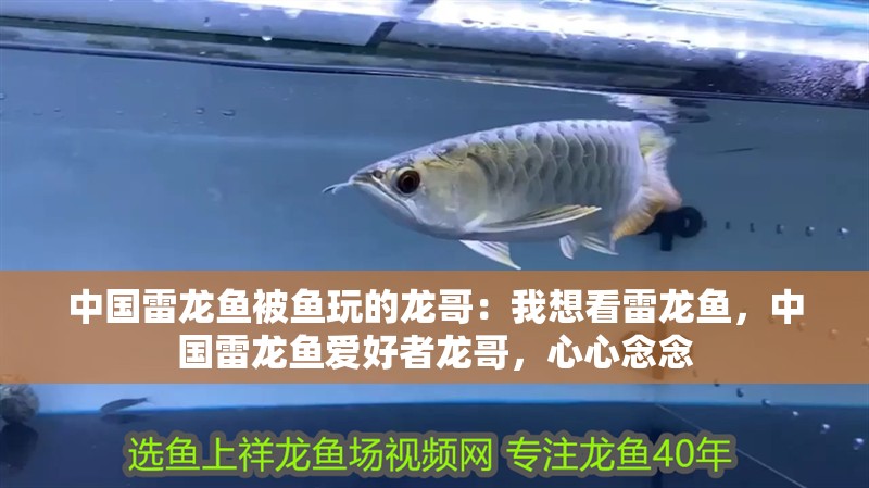 中國(guó)雷龍魚(yú)被魚(yú)玩的龍哥：我想看雷龍魚(yú)，中國(guó)雷龍魚(yú)愛(ài)好者龍哥，心心念念
