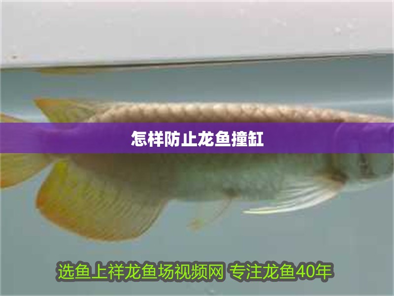 怎樣防止龍魚撞缸