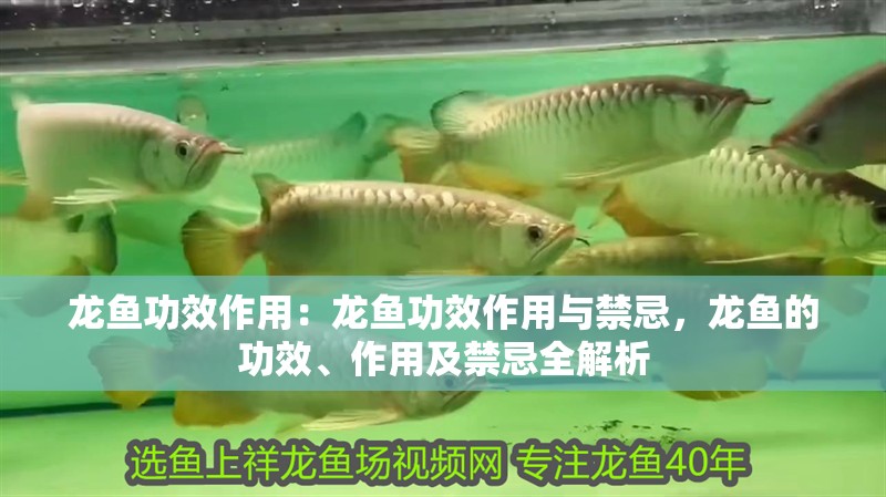 龍魚功效作用：龍魚功效作用與禁忌，龍魚的功效、作用及禁忌全解析