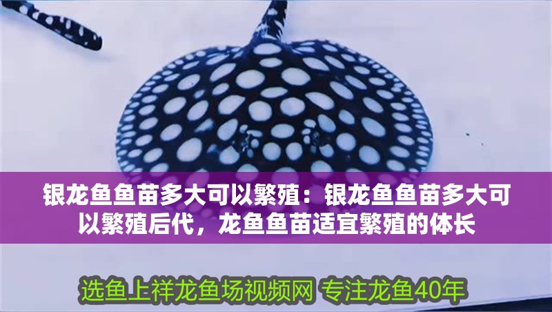 銀龍魚魚苗多大可以繁殖：銀龍魚魚苗多大可以繁殖后代，龍魚魚苗適宜繁殖的體長