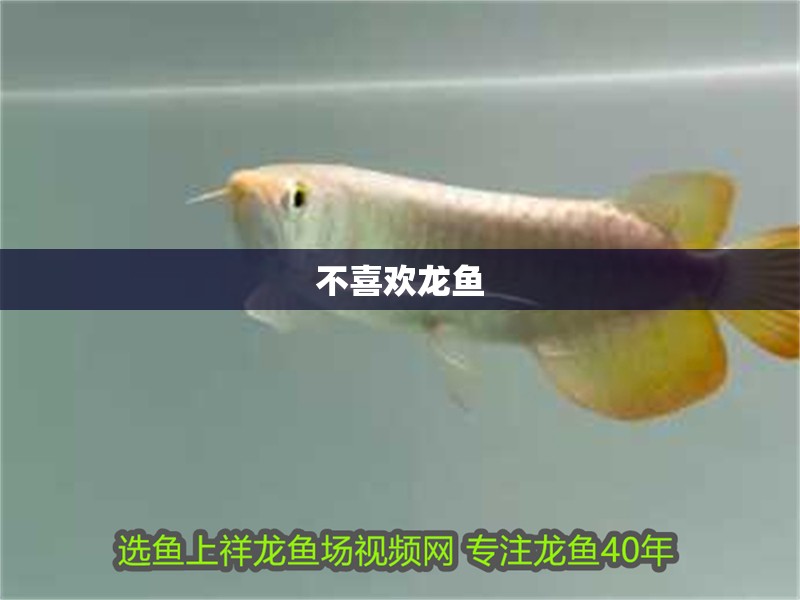 不喜歡龍魚