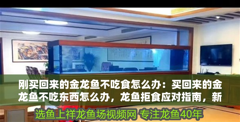 剛買回來(lái)的金龍魚(yú)不吃食怎么辦：買回來(lái)的金龍魚(yú)不吃東西怎么辦，龍魚(yú)拒食應(yīng)對(duì)指南，新購(gòu)