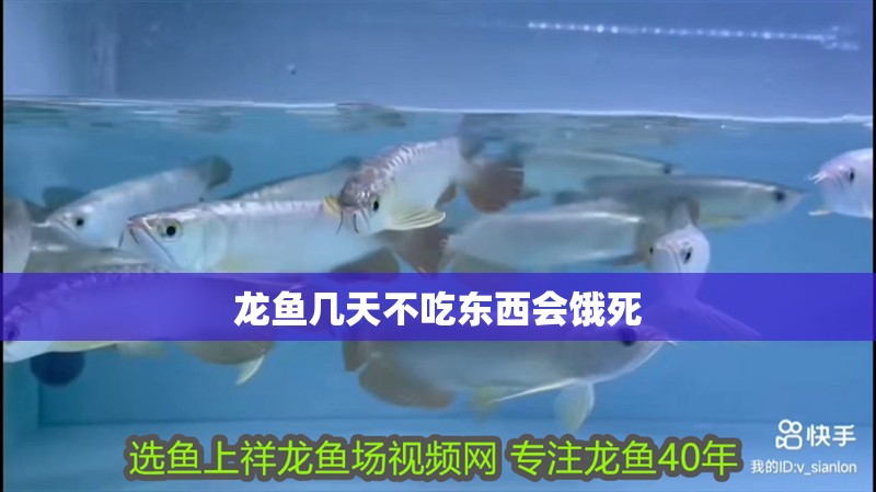 龍魚幾天不吃東西會餓死