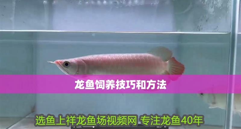 龍魚(yú)飼養(yǎng)技巧和方法