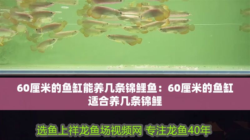 60厘米的魚缸能養(yǎng)幾條錦鯉魚：60厘米的魚缸適合養(yǎng)幾條錦鯉