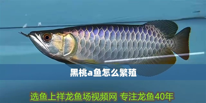 黑桃a魚怎么繁殖