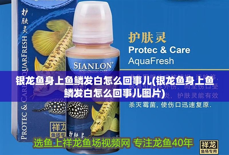 銀龍魚身上魚鱗發(fā)白怎么回事兒(銀龍魚身上魚鱗發(fā)白怎么回事兒圖片)
