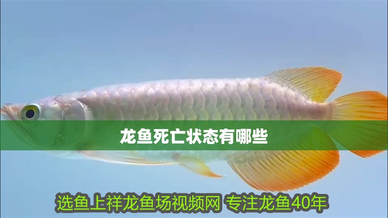 龍魚死亡狀態(tài)有哪些