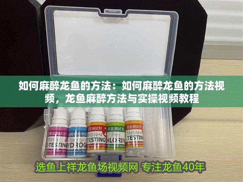 如何麻醉龍魚的方法：如何麻醉龍魚的方法視頻，龍魚麻醉方法與實操視頻教程