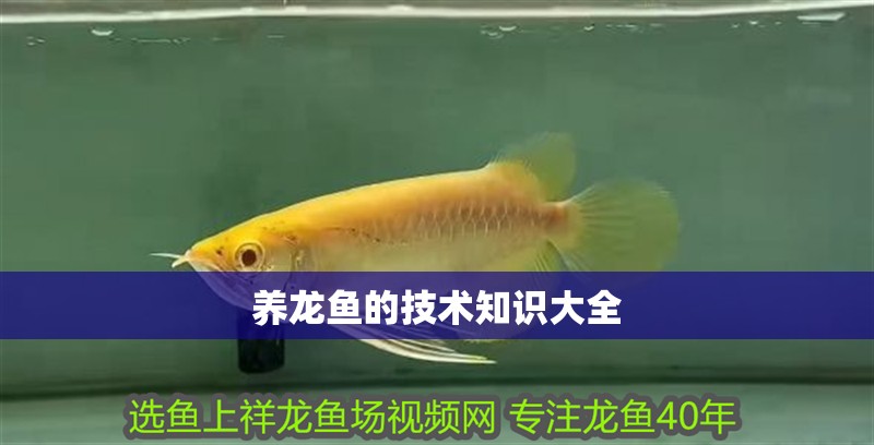 養龍魚的技術知識大全 龍魚百科 第4張 養龍魚的技術知識大全 養龍魚的技術知識大全 龍魚百科 第4張
