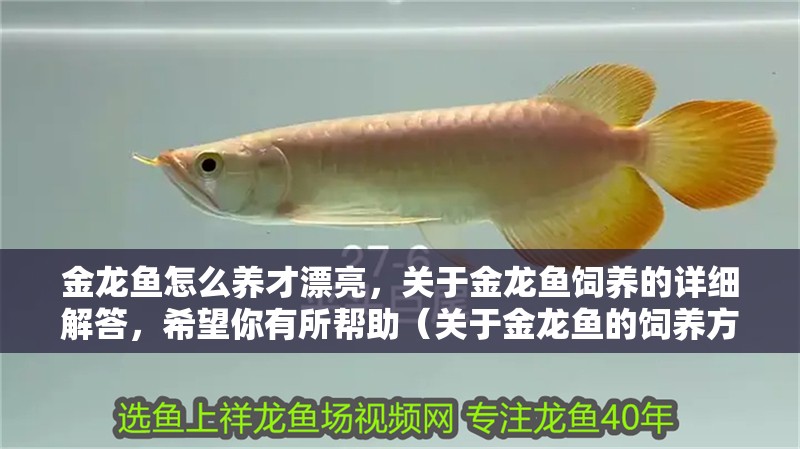 金龍魚怎么養才漂亮，關于金龍魚飼養的詳細解答，希望你有所幫助（關于金龍魚的飼養方法和技巧）