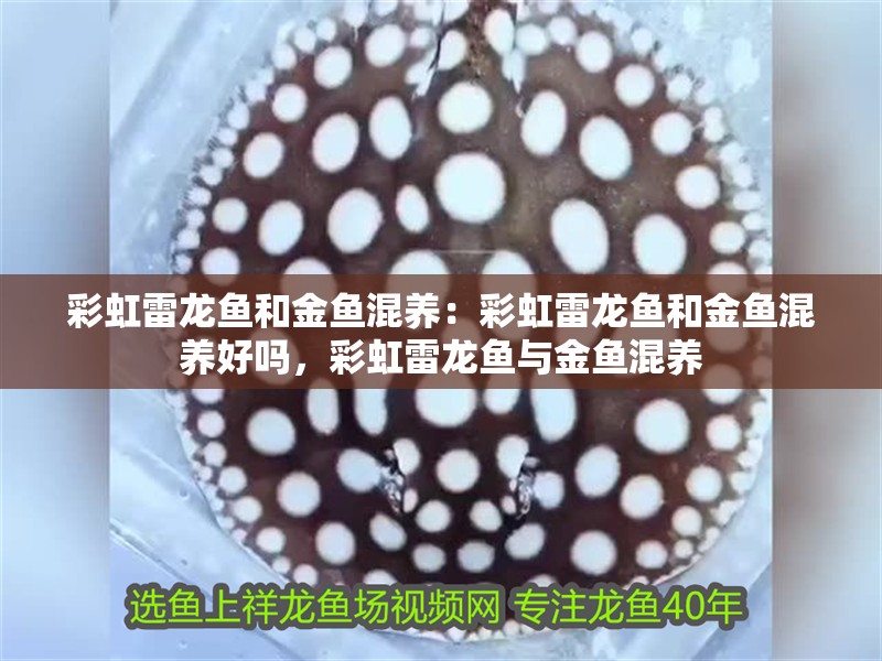 彩虹雷龍魚和金魚混養：彩虹雷龍魚和金魚混養好嗎，彩虹雷龍魚與金魚混養