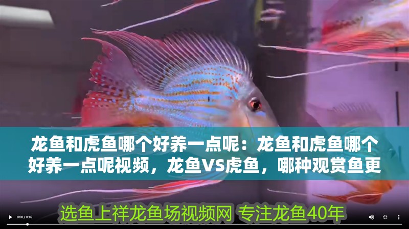 龍魚和虎魚哪個(gè)好養(yǎng)一點(diǎn)呢：龍魚和虎魚哪個(gè)好養(yǎng)一點(diǎn)呢視頻，龍魚VS虎魚，哪種觀賞魚更易養(yǎng)護(hù)？