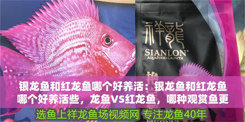 銀龍魚和紅龍魚哪個好養(yǎng)活：銀龍魚和紅龍魚哪個好養(yǎng)活些，龍魚VS紅龍魚，哪種觀賞魚更易養(yǎng)活？
