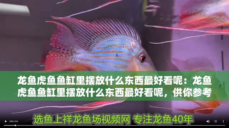 龍魚虎魚魚缸里擺放什么東西最好看呢：龍魚虎魚魚缸里擺放什么東西最好看呢，供你參考，突出核心問題且有一定吸引力，，龍魚虎魚混養缸，怎樣布置才最驚艷？，揭秘龍魚虎魚魚缸的最佳擺件搭配！，打造極致美感，龍魚虎魚魚缸該放啥好物