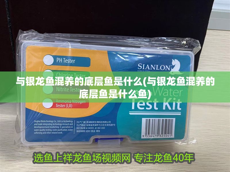與銀龍魚混養的底層魚是什么(與銀龍魚混養的底層魚是什么魚)
