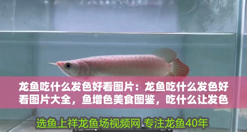 龍魚吃什么發色好看圖片：龍魚吃什么發色好看圖片大全，魚增色美食圖鑒，吃什么讓發色更艷麗？
