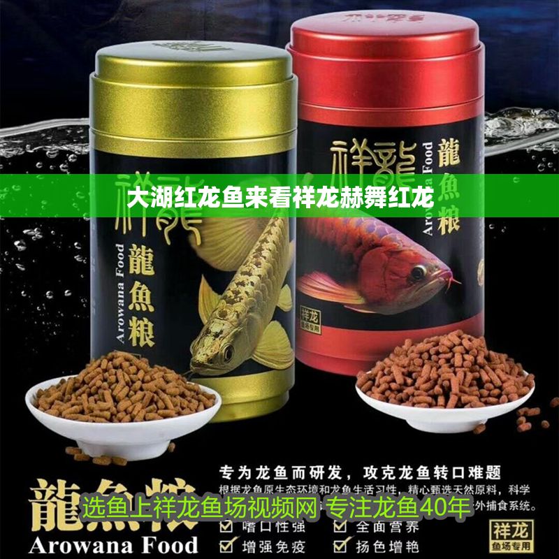 大湖紅龍魚來看祥龍赫舞紅龍