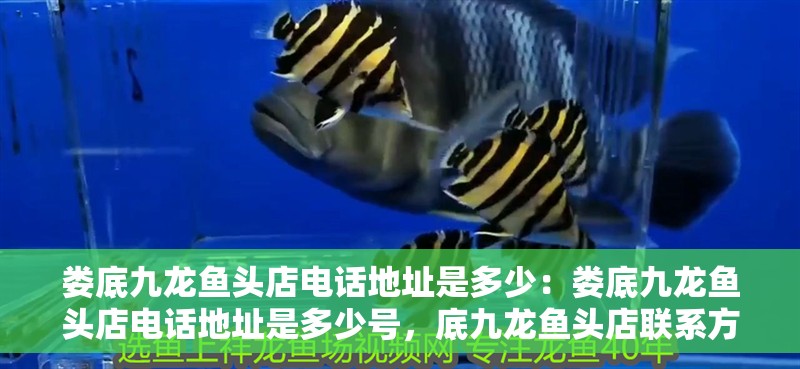 婁底九龍魚頭店電話地址是多少：婁底九龍魚頭店電話地址是多少號，底九龍魚頭店聯系方式查詢，電話