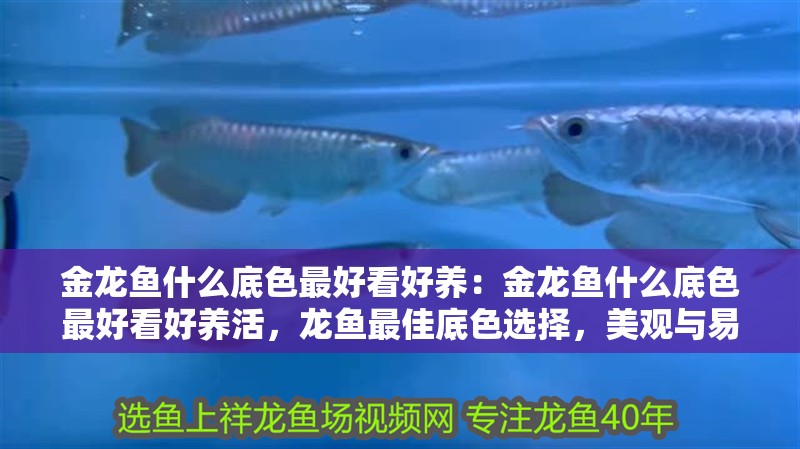 金龍魚什么底色最好看好養：金龍魚什么底色最好看好養活，龍魚最佳底色選擇，美觀與易養兼備指南