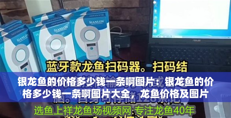 銀龍魚的價格多少錢一條啊圖片：銀龍魚的價格多少錢一條啊圖片大全，龍魚價格及圖片