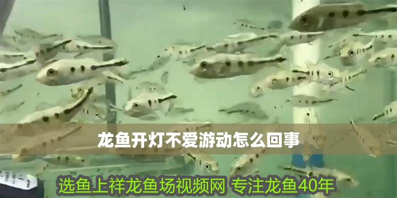 龍魚開燈不愛游動怎么回事