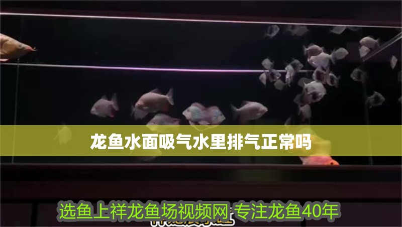 龍魚水面吸氣水里排氣正常嗎