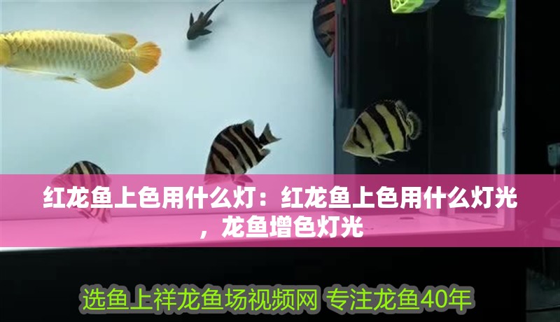 紅龍魚上色用什么燈：紅龍魚上色用什么燈光，龍魚增色燈光