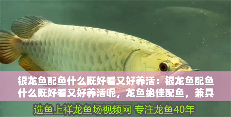 銀龍魚配魚什么既好看又好養活：銀龍魚配魚什么既好看又好養活呢，龍魚絕佳配魚，兼具觀賞性與易養性的