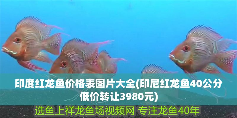 印度紅龍魚價格表圖片大全(印尼紅龍魚40公分低價轉(zhuǎn)讓3980元) 印度紅龍魚價格表圖片大全(印尼紅龍魚40公分低價轉(zhuǎn)讓3980元) 紅龍魚百科 第1張