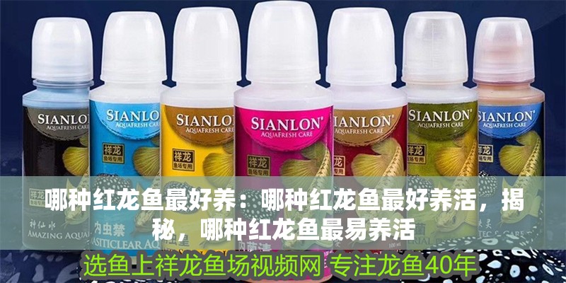哪種紅龍魚最好養(yǎng)：哪種紅龍魚最好養(yǎng)活，揭秘，哪種紅龍魚最易養(yǎng)活