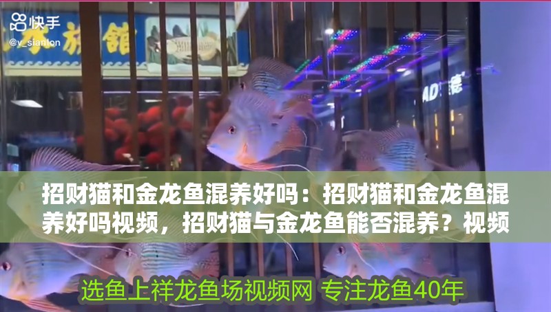 招財貓和金龍魚混養好嗎：招財貓和金龍魚混養好嗎視頻，招財貓與金龍魚能否混養？視頻解析共