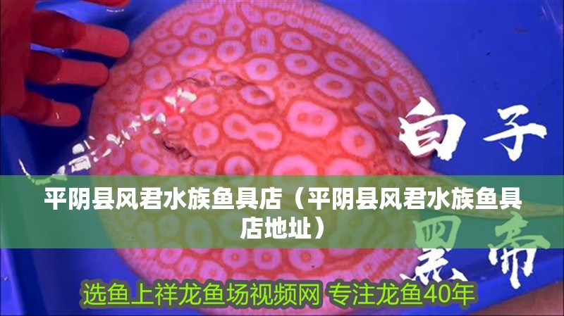 平陰縣風(fēng)君水族魚(yú)具店（平陰縣風(fēng)君水族魚(yú)具店地址）
