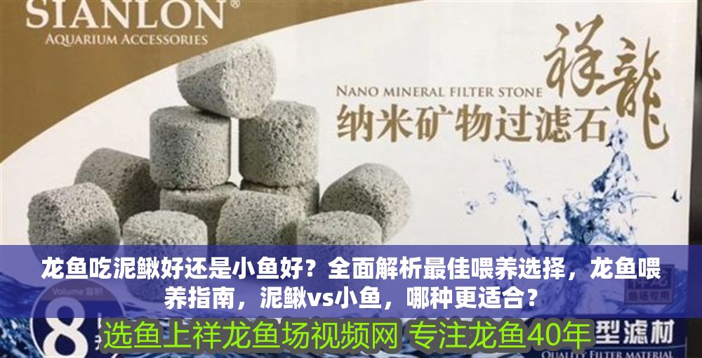 龍魚吃泥鰍好還是小魚好？全面解析最佳喂養選擇，龍魚喂養指南，泥鰍vs小魚，哪種更適合？