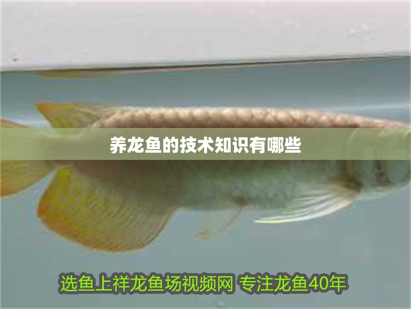 養龍魚的技術知識有哪些