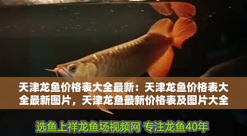 天津龍魚價格表大全最新：天津龍魚價格表大全最新圖片，天津龍魚最新價格表及圖片大全