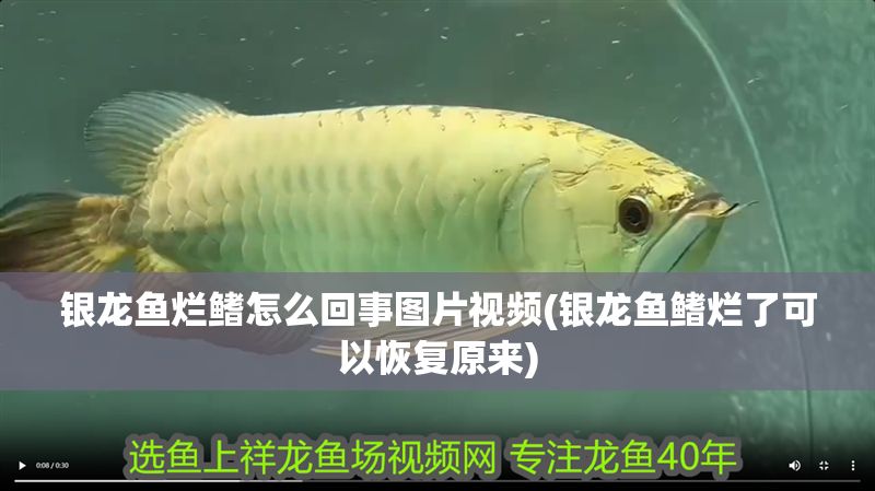 銀龍魚爛鰭怎么回事圖片視頻(銀龍魚鰭爛了可以恢復(fù)原來)