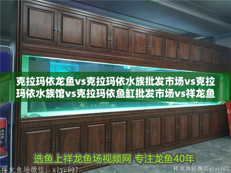 克拉瑪依龍魚vs克拉瑪依水族批發市場vs克拉瑪依水族館vs克拉瑪依魚缸批發市場vs祥龍魚場：克拉瑪依水族批發市場 克拉瑪依龍魚vs克拉瑪依水族批發市場vs克拉瑪依水族館vs克拉瑪依魚缸批發市場vs祥龍魚場：克拉瑪依水族批發市場 祥龍魚場各市分站 第2張