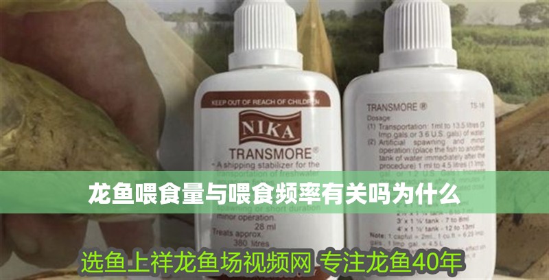 龍魚喂食量與喂食頻率有關嗎為什么