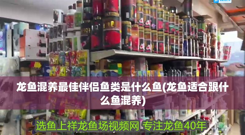 龍魚混養(yǎng)最佳伴侶魚類是什么魚(龍魚適合跟什么魚混養(yǎng))