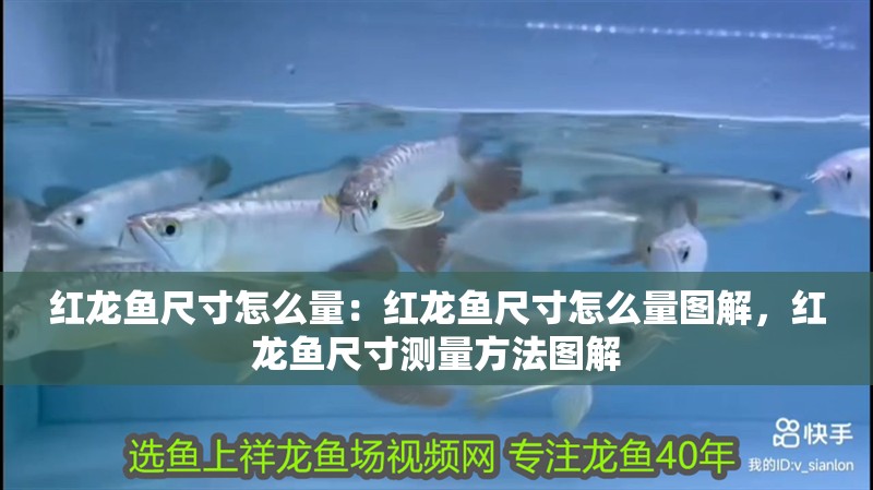 紅龍魚尺寸怎么量：紅龍魚尺寸怎么量圖解，紅龍魚尺寸測量方法圖解
