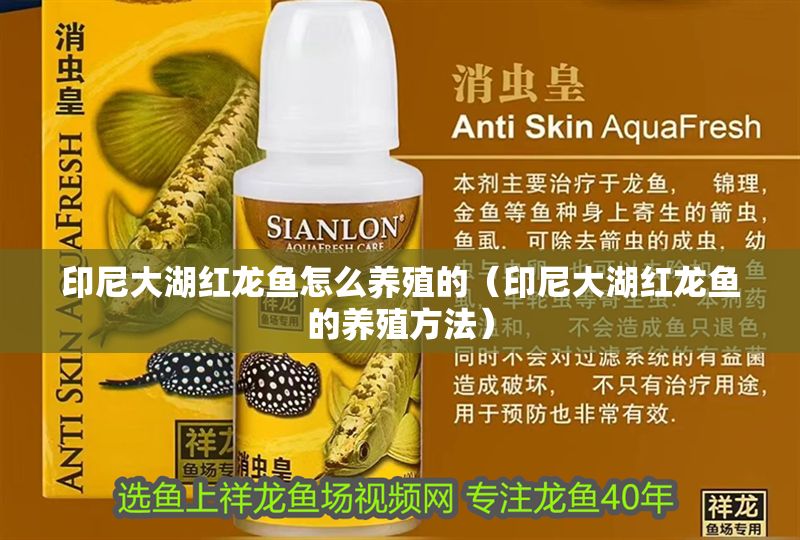 印尼大湖紅龍魚怎么養(yǎng)殖的（印尼大湖紅龍魚的養(yǎng)殖方法）