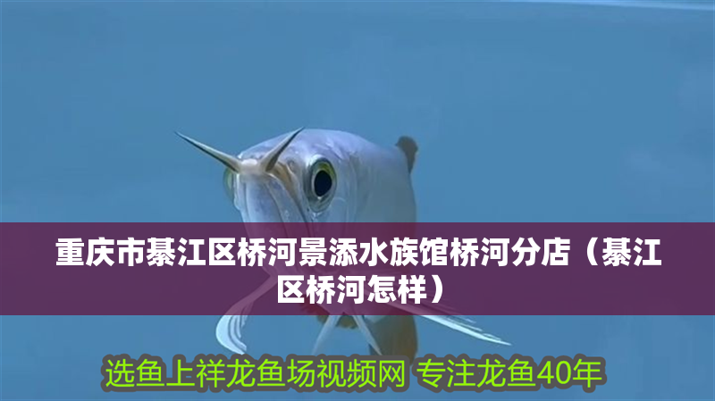 重慶市綦江區(qū)橋河景添水族館橋河分店（綦江區(qū)橋河怎樣）