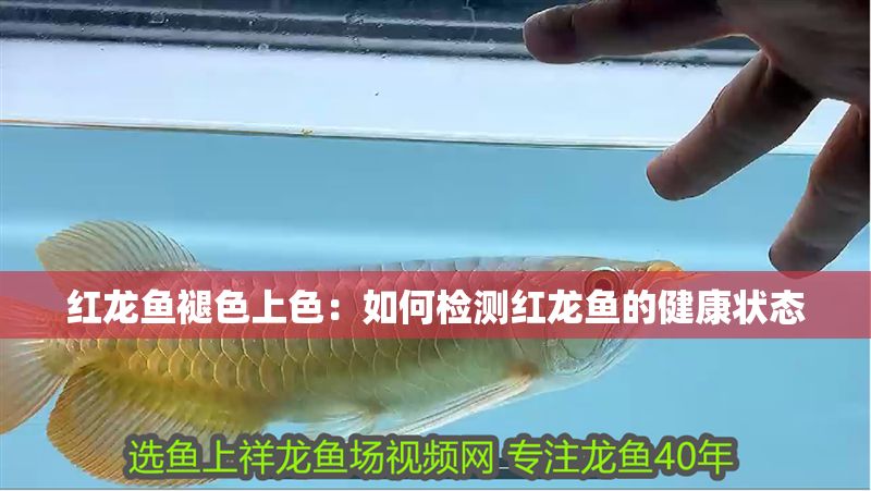 紅龍魚褪色上色：如何檢測紅龍魚的健康狀態