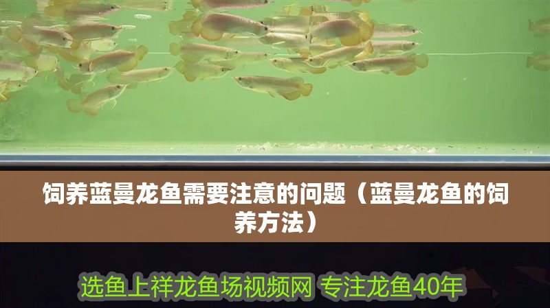 飼養(yǎng)藍(lán)曼龍魚(yú)需要注意的問(wèn)題（藍(lán)曼龍魚(yú)的飼養(yǎng)方法）